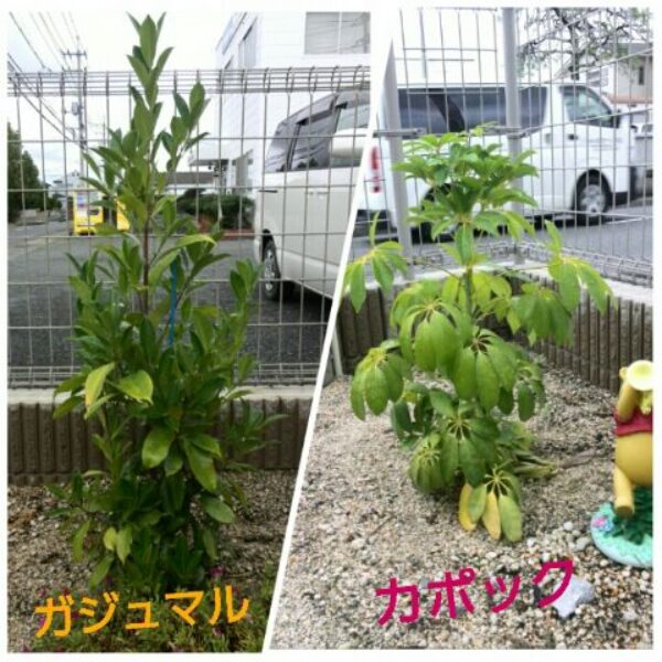 大きくなったなぁ・・・サムネイル