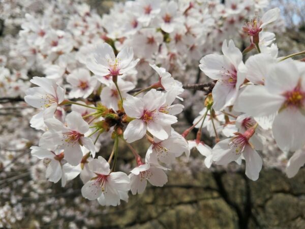 満開の桜を見に行ってきました　移動支援や行動援護、生活介護でのお花見サムネイル