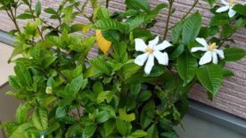 ２号館のクチナシの花が６年目になり、やっと花が咲きました。サムネイル