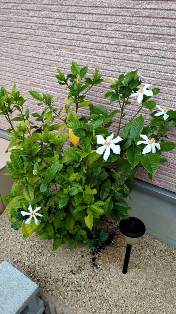 ２号館のクチナシの花が６年目に成り、ヤット花が咲きました。サムネイル
